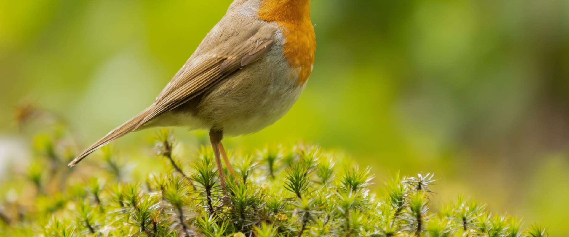 The Benefits of Early Bird Discounts and Offers